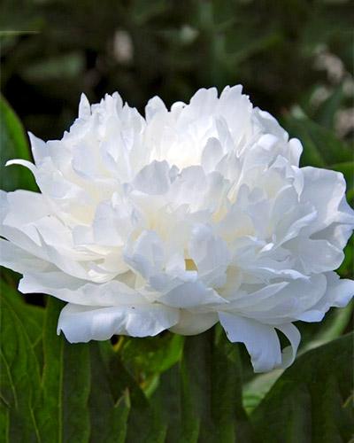 Peonia Amalia Olson - PAEONIA LACTIFLORA
