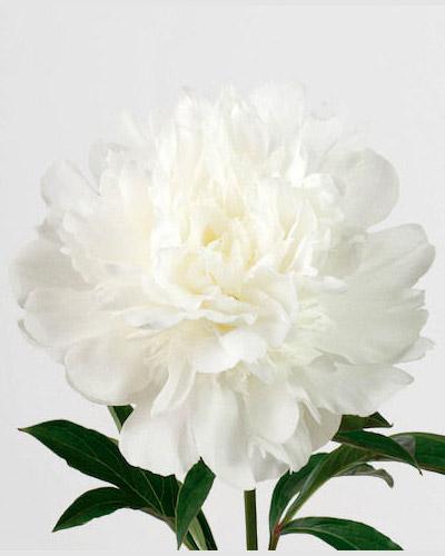Peonia Charles white - PAEONIA LACTIFLORA