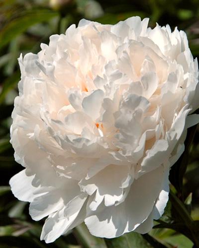 Peonia Chiffon Parfait - PAEONIA LACTIFLORA