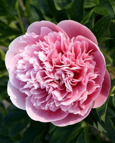Peonia Etched Salmon - PAEONIA LACTIFLORA