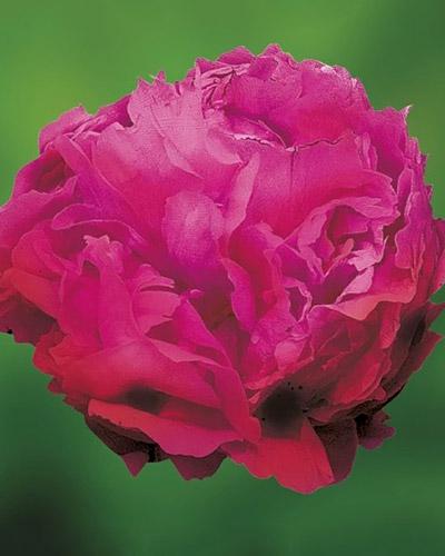 Peonia Red Sarah - PAEONIA LACTIFLORA