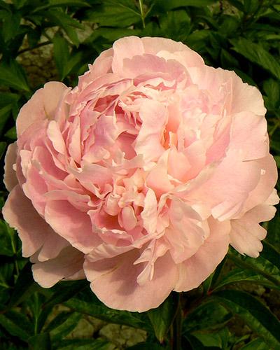 Peonia Salmon Chiffon - PAEONIA LACTIFLORA