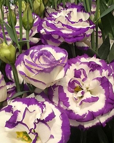 Piante di lisianthus Aube blue picotee 3 - EUSTOMA GRANDIFLORUM