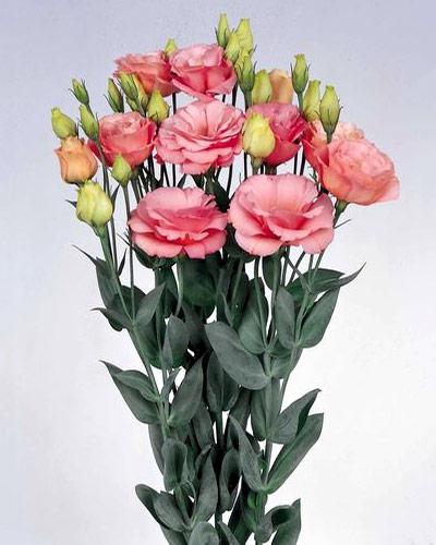 Piante di lisianthus Borealis apricot 0 - EUSTOMA GRANDIFLORUM