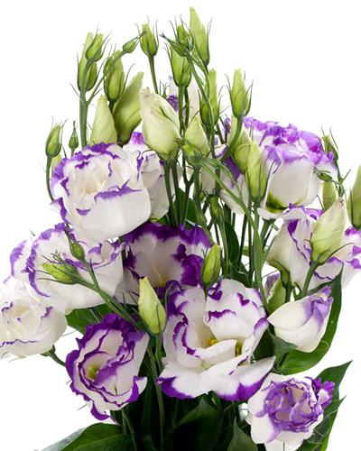 Piante di lisianthus Cessna blue picotee 3-4 - EUSTOMA GRANDIFLORUM