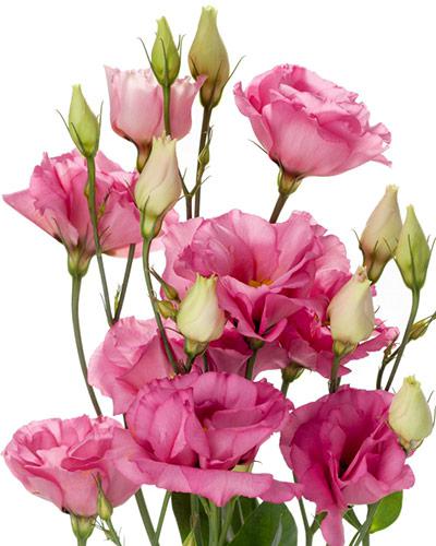 Piante di lisianthus Cessna rosa 3-4 - EUSTOMA GRANDIFLORUM