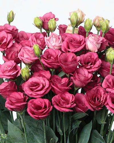 Piante di lisianthus Doublini rosa 1 - EUSTOMA GRANDIFLORUM