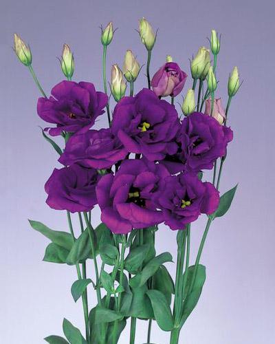 Piante di lisianthus Echo blu 1 - EUSTOMA GRANDIFLORUM