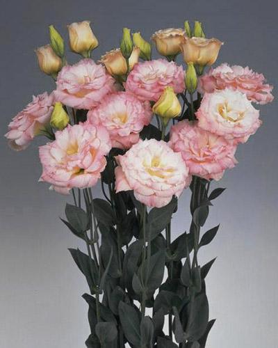 Piante di lisianthus Echo champagne 1 - EUSTOMA GRANDIFLORUM