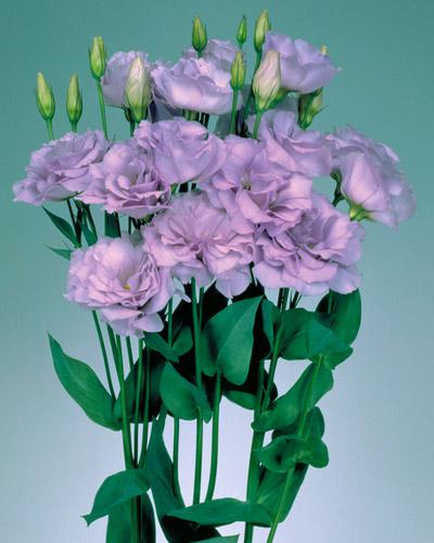 Piante di lisianthus Echo lavanda 1 - EUSTOMA GRANDIFLORUM