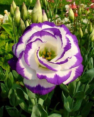 Piante di lisianthus Megalo blu picotee 2 - EUSTOMA GRANDIFLORUM