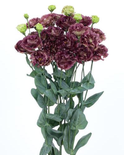 Piante di lisianthus Rosanne deep brown 2 - EUSTOMA GRANDIFLORUM