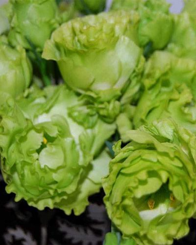 Piante di lisianthus Rosanne verde 2 - EUSTOMA GRANDIFLORUM