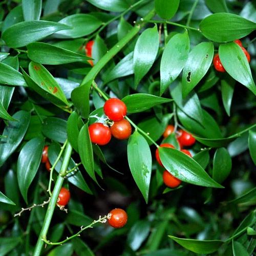 Rizomi Ruscus - DANAE RACEMOSA