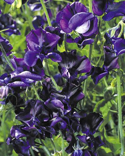 Pisello odoroso Mammouth blu scuro - LATHYRUS ODORATUS