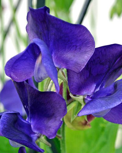 Pisello odoroso Mammouth blu medio - LATHYRUS ODORATUS