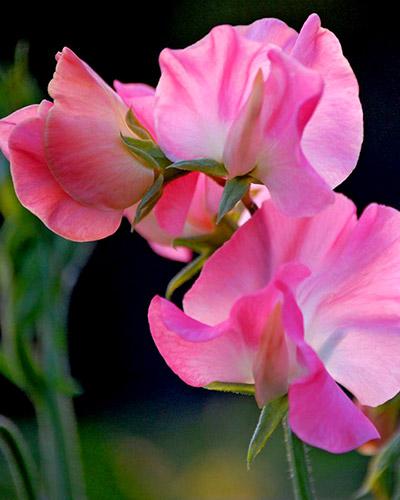 Pisello odoroso Mammouth rosa scuro - LATHYRUS ODORATUS