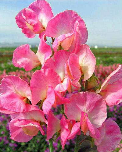 Pisello odoroso Mammouth rosa vivo - LATHYRUS ODORATUS