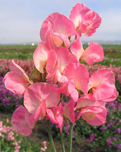Pisello odoroso Mammouth salmone - LATHYRUS ODORATUS