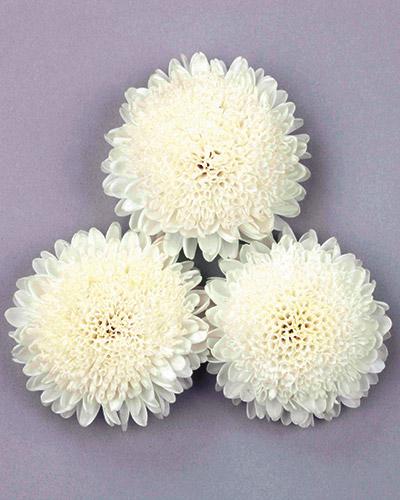 Astri Bonita bianco - CALLISTEPHUS CHINENSIS