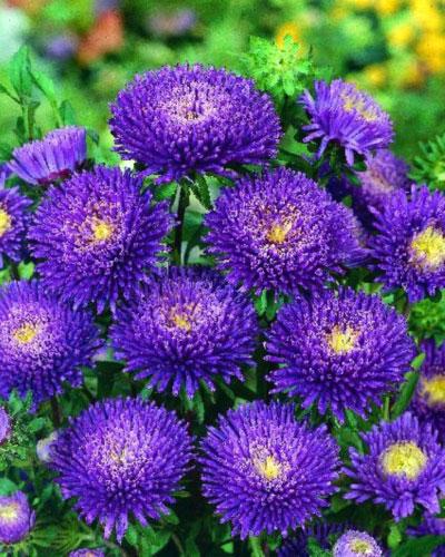 Astri Bonita blu chiaro - CALLISTEPHUS CHINENSIS
