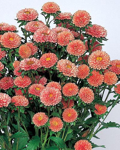 Astri Matsumoto albicocca - CALLISTEPHUS CHINENSIS