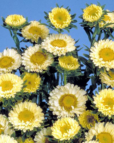 Astri Matsumoto giallo - CALLISTEPHUS CHINENSIS