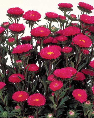 Astri Matsumoto rosa scuro - CALLISTEPHUS CHINENSIS