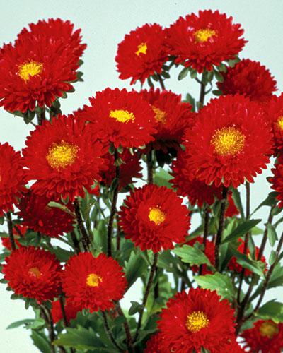 Astri Matsumoto rosso - CALLISTEPHUS CHINENSIS