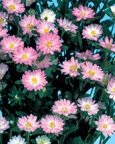 Astri Serenade bianco a bordo rosa - CALLISTEPHUS CHINENSIS