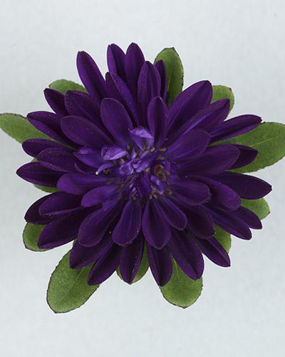 Astri Serenade blu scuro - CALLISTEPHUS CHINENSIS