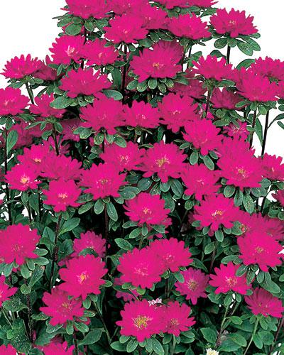 Astri Serenade rosa scuro - CALLISTEPHUS CHINENSIS