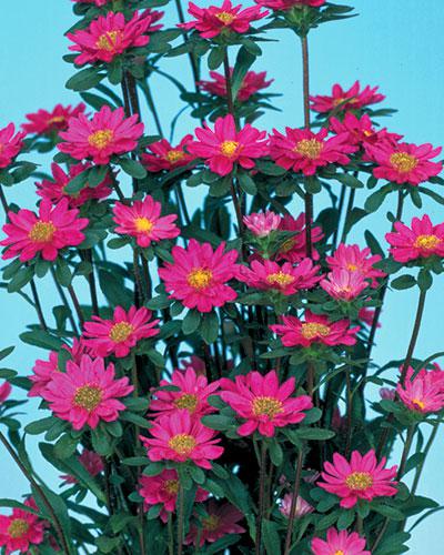 Astri Serenade rosa - CALLISTEPHUS CHINENSIS