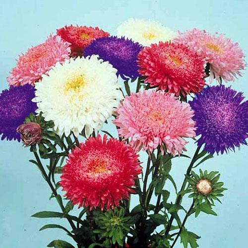 Astri Super princesse miscuglio variegato - CALLISTEPHUS CHINENSIS