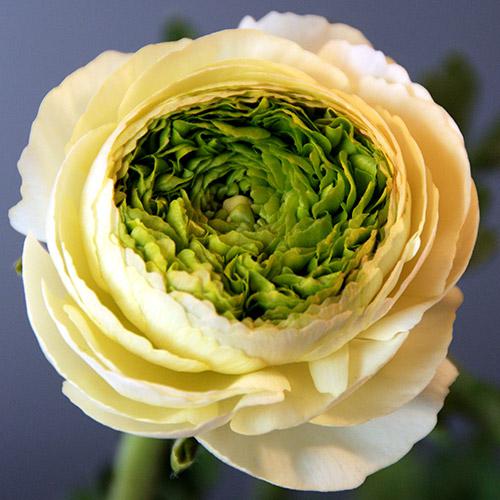 Ranuncolo Reinette crema - RANUNCULUS ASIATICUS