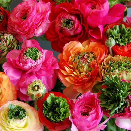 Ranuncolo Reinette miscuglio - RANUNCULUS ASIATICUS