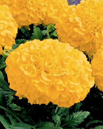 Tagetes Montagne Coudon - TAGETES ERECTA