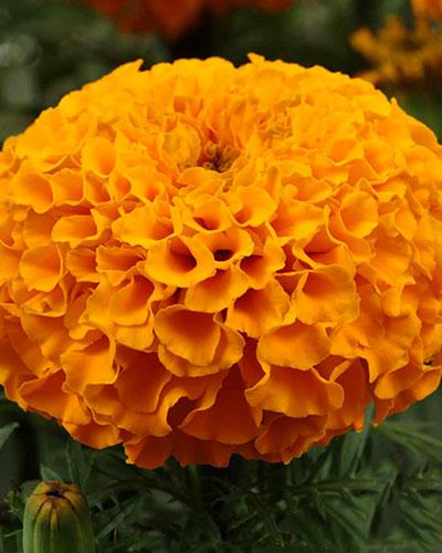 Tagetes Montagne Faron - TAGETES ERECTA