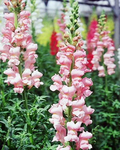 Bocche di Leone Sand - ANTIRRHINUM MAJUS