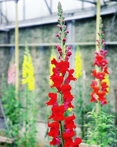 Bocche di leone Aragon rosso - ANTIRRHINUM MAJUS
