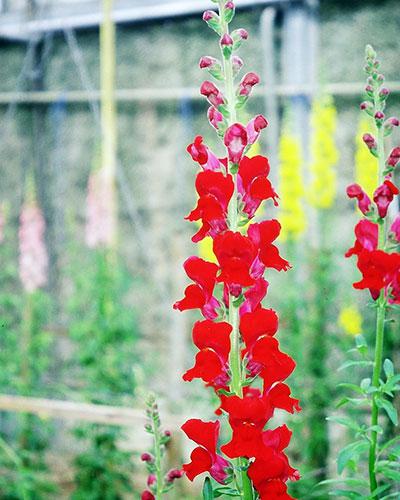 Bocche di leone Jammes rosso - ANTIRRHINUM MAJUS