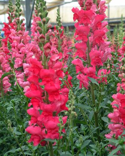 Bocche di leone Malraux rosso - ANTIRRHINUM MAJUS
