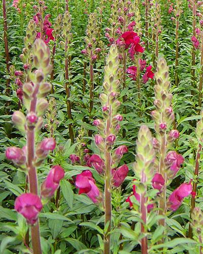Bocche di leone Renard rosso - ANTIRRHINUM MAJUS