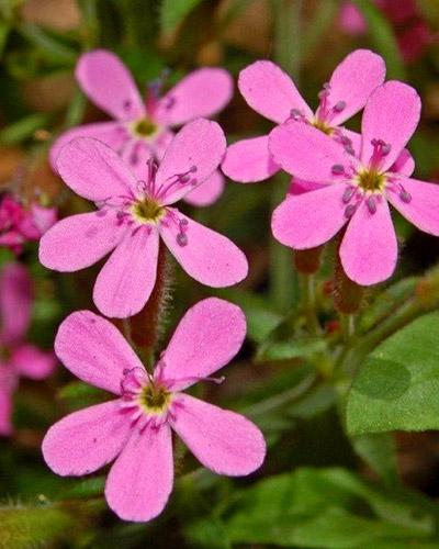 Saponaria Bellezza rosa chiaro - SAPONARIA VACCARIA