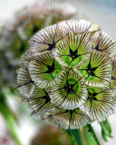 Scabiosa Stellata - SCABIOSA STELLATA