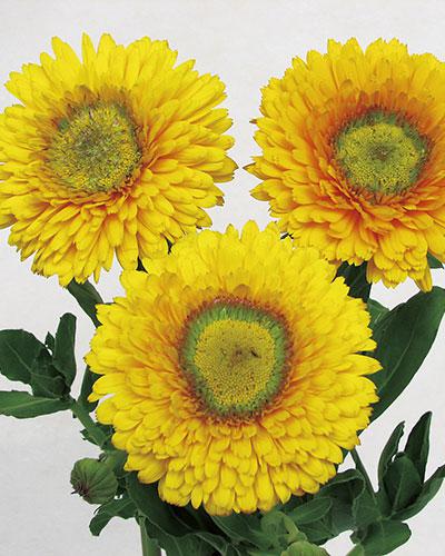 Calendula d'Ollioules jaune - CALENDULA