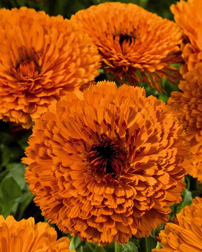 Calendula rosso - CALENDULA