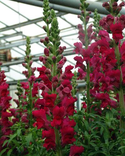 Bocche di leone violetto lavanda Gide - ANTIRRHINUM MAJUS