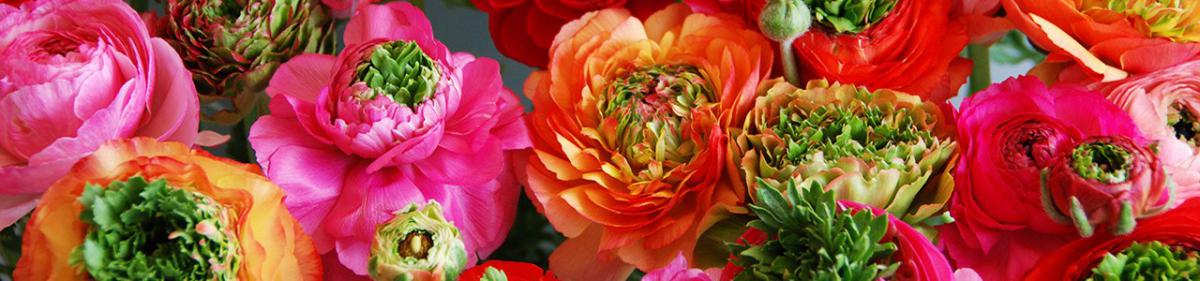 molte varietà di fiori