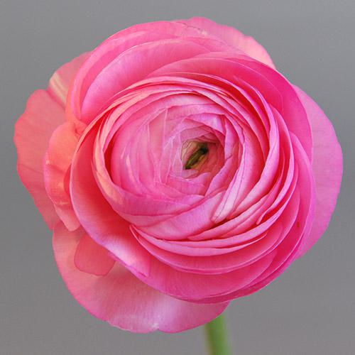 Renoncule Amandine rose pâle - RANUNCULUS ASIATICUS